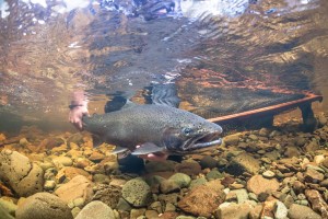 GregsonUnderwater1-ForWSU