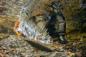 GregsonUnderwater2-ForWSU