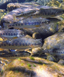 Wild steelhead parr. Photo: John McMillan