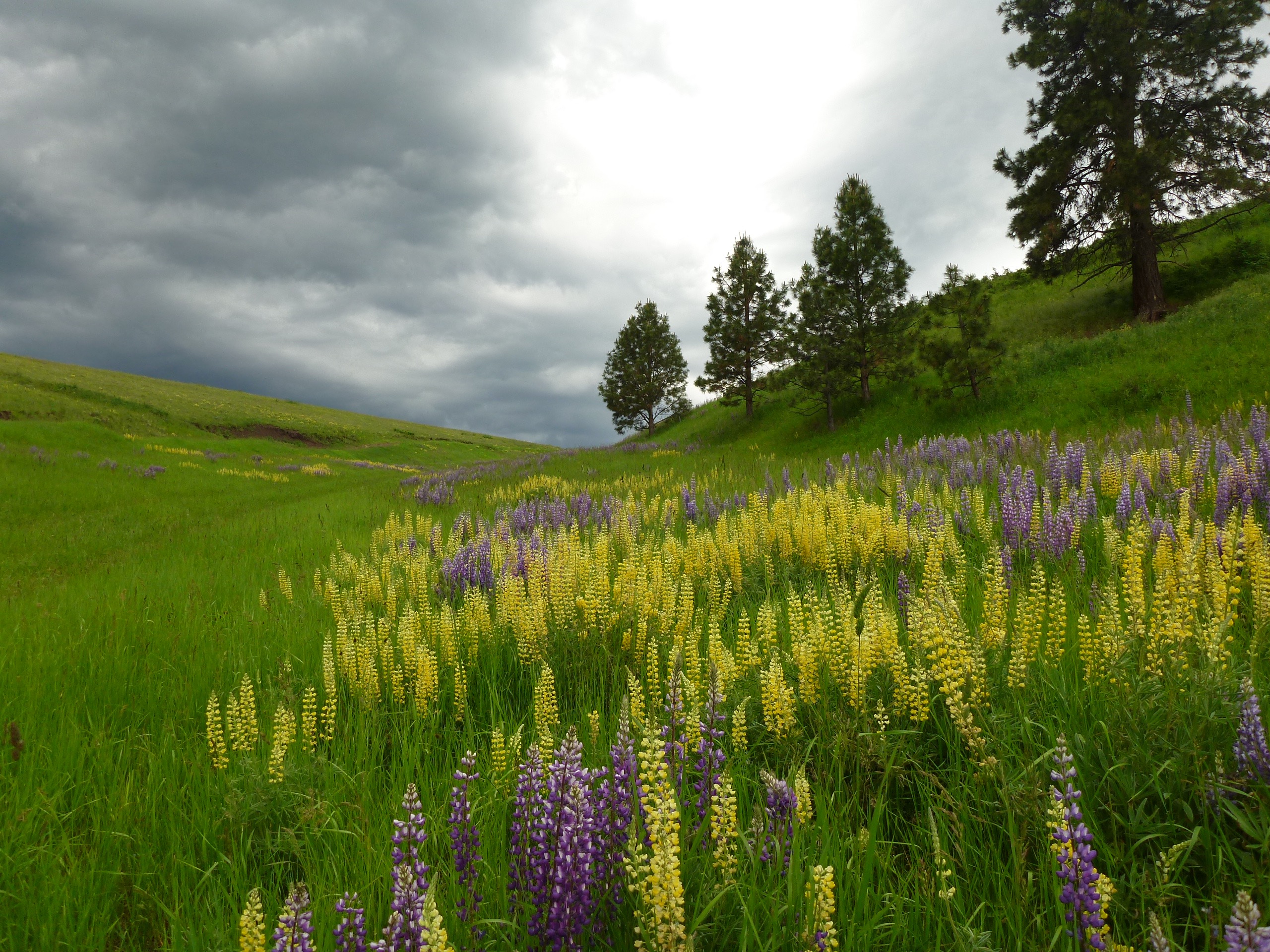 Asotin Creek WDFW update Wild Steelheaders United