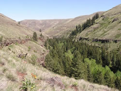 Asotin Creek - photo WDFW