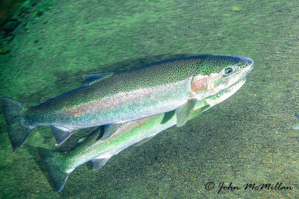 Steelhead biology for anglers Wild Steelheaders United