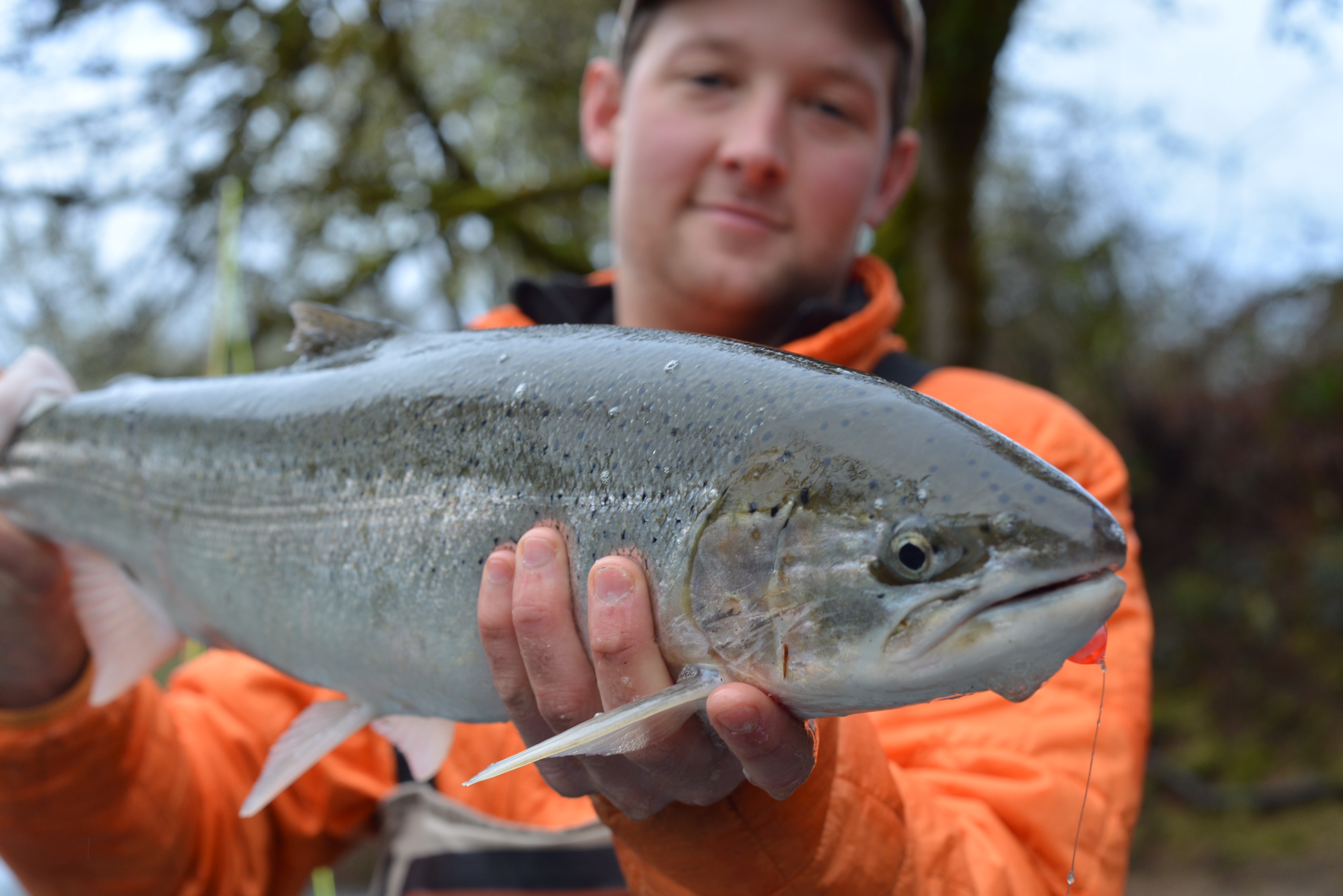 Steelhead 101 Defining native, wild, hatchery and naturalorigin