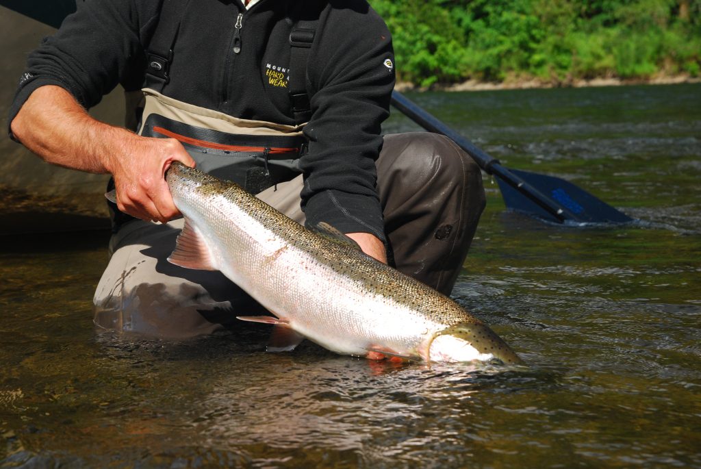 Steelhead 101 Defining types of steelhead hatcheries Wild