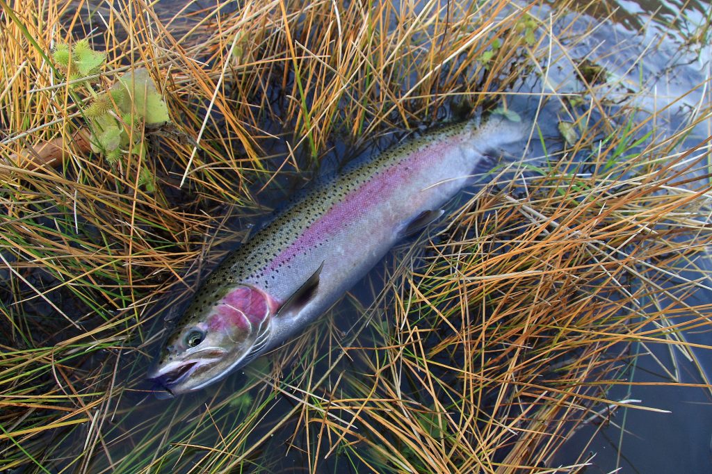 Science Friday: How summer steelhead are genetically different than