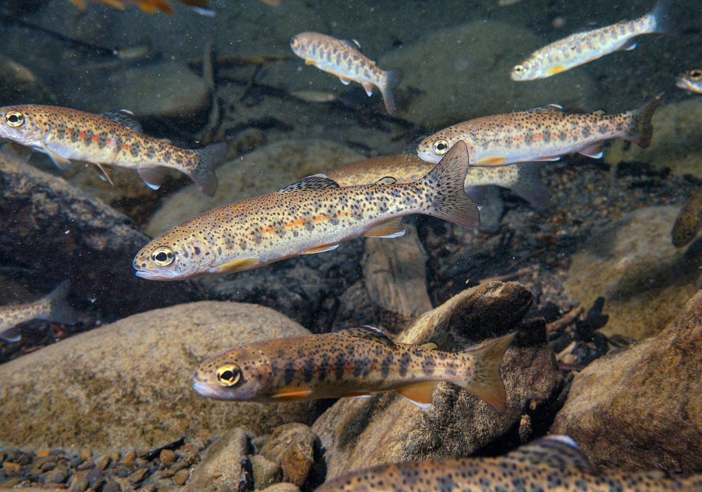 Science Friday How do steelhead survive in intermittent streams