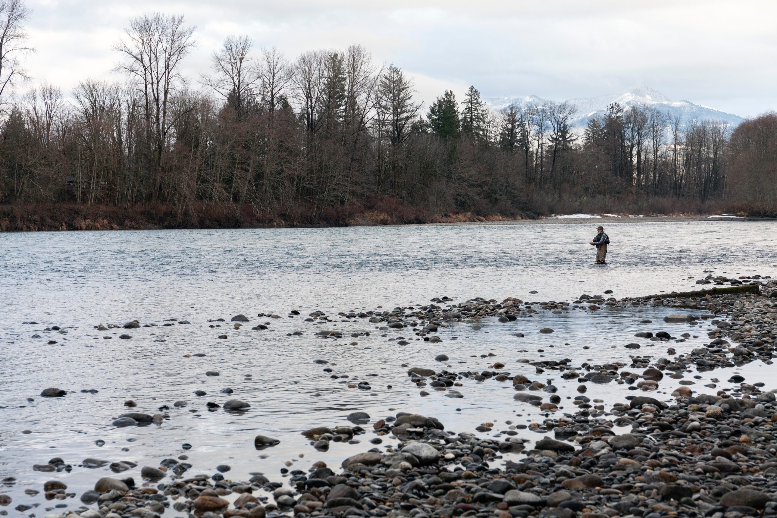 An update on the Skagit steelhead fishery and implications for the