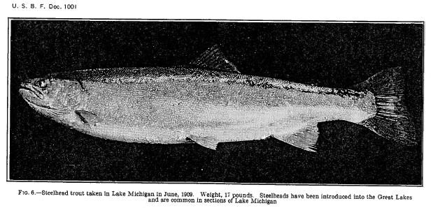 Early History of Great Lakes Steelhead – Wild Steelheaders United