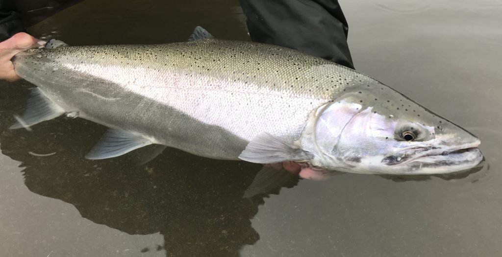 Wild steelhead harvest in Oregon – Wild Steelheaders United