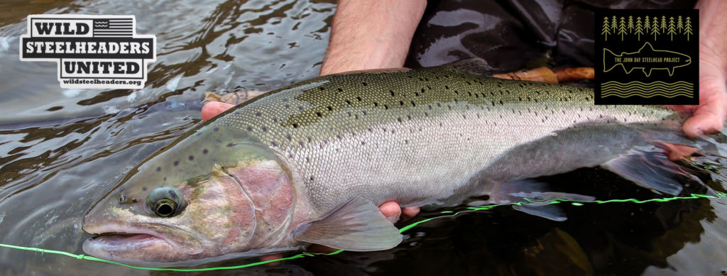 The Science Behind John Day Steelhead Migration – Wild Steelheaders United