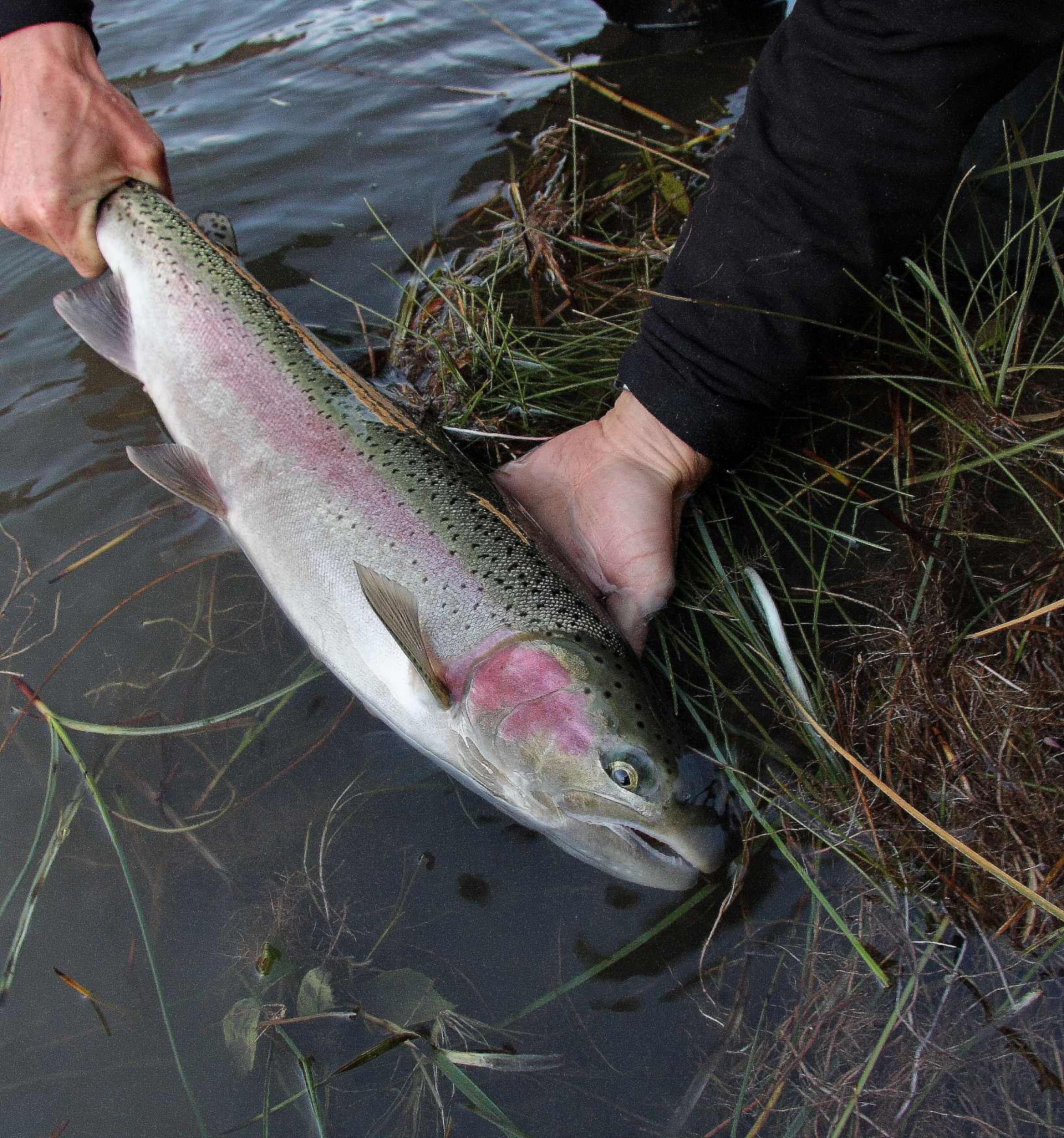 Science Friday Steelhead Hopscotching From One Cold water Refugia To 