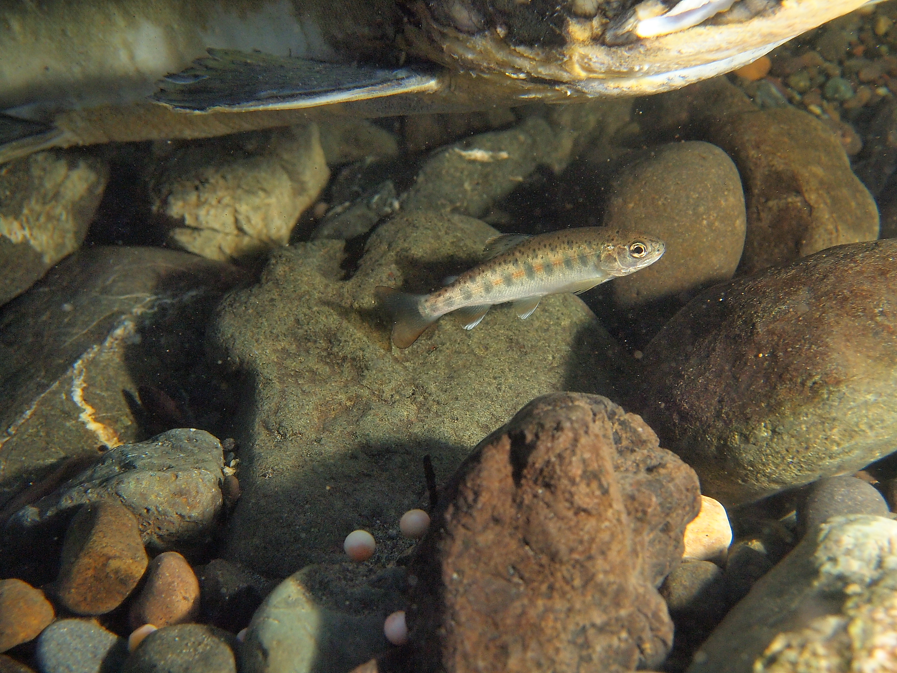 Juvenile steelhead trout in a [IMAGE]