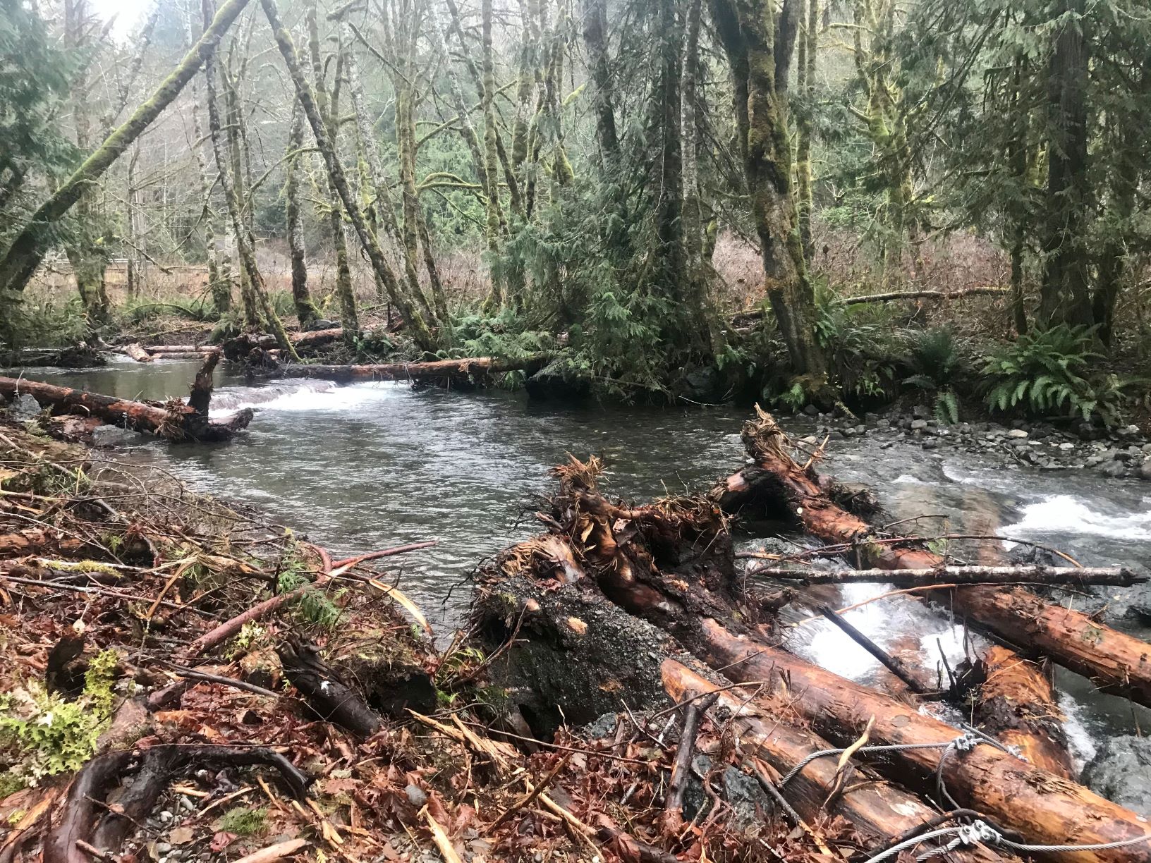 Elwha River update habitat restoration on Little River Wild