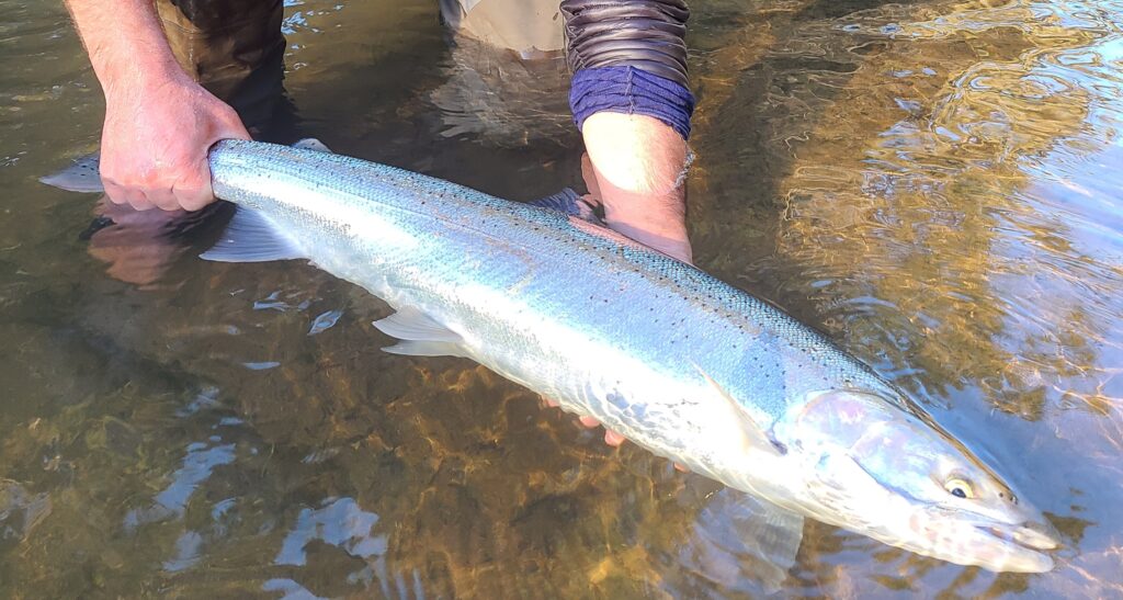 A Wake-Up Call for the Washington Coast – Wild Steelheaders United