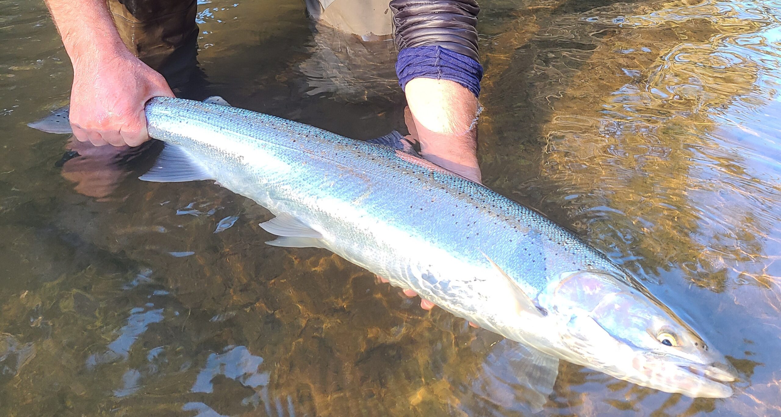 Planning set to begin for Washington coast winter steelhead season