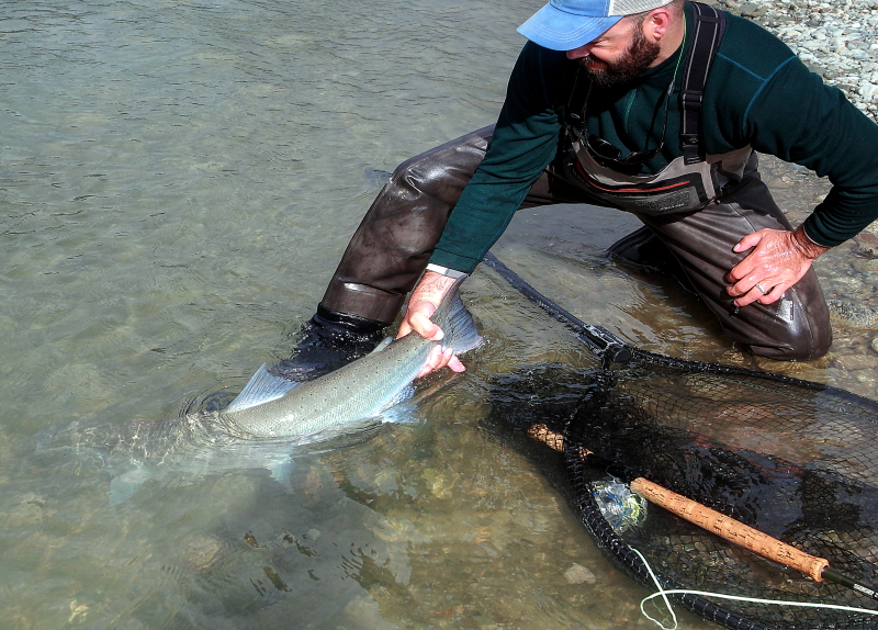 Seven years of science, advocacy, and marching with the steelhead army –  Wild Steelheaders United