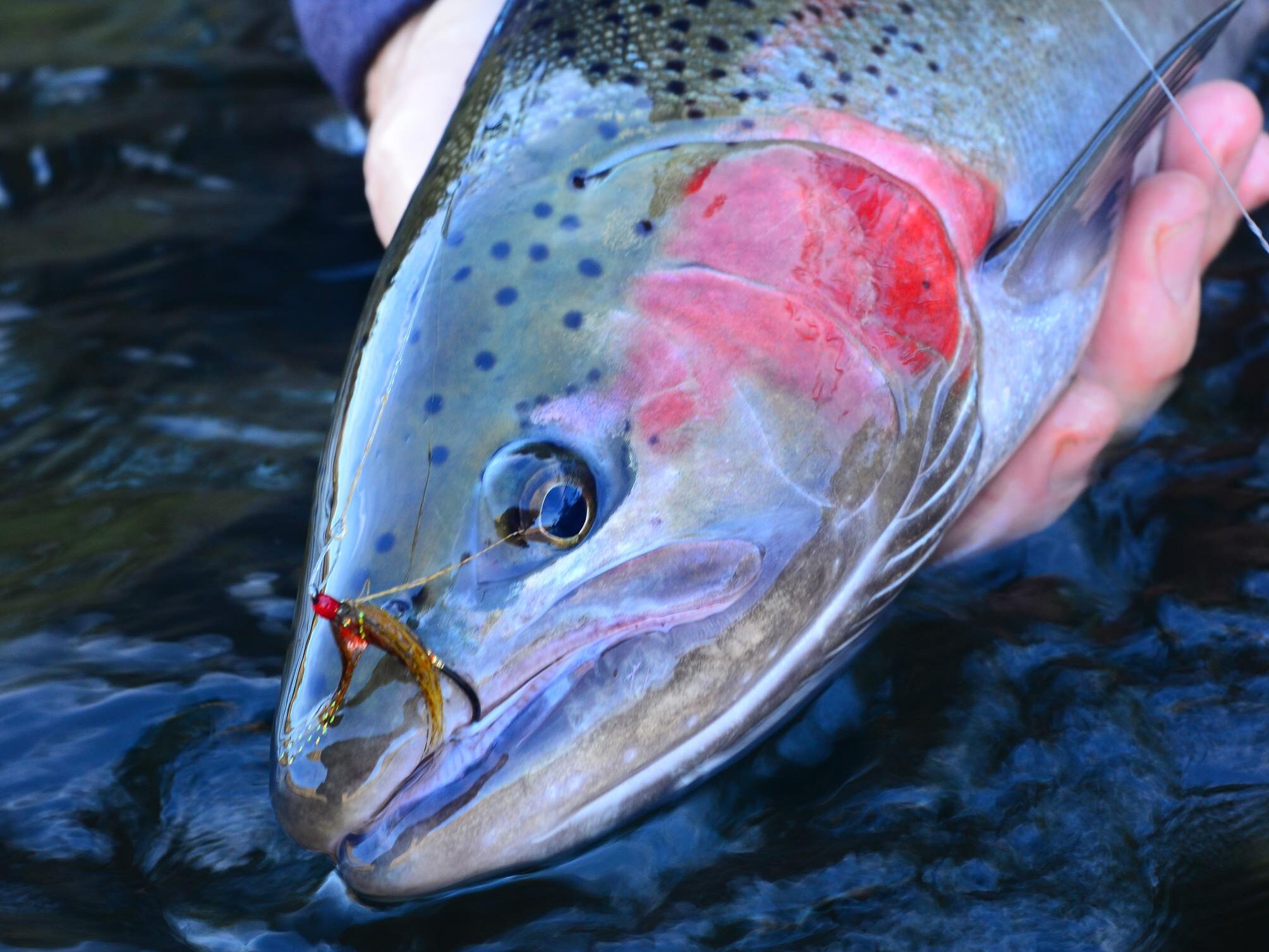 Handling and Releasing Steelhead