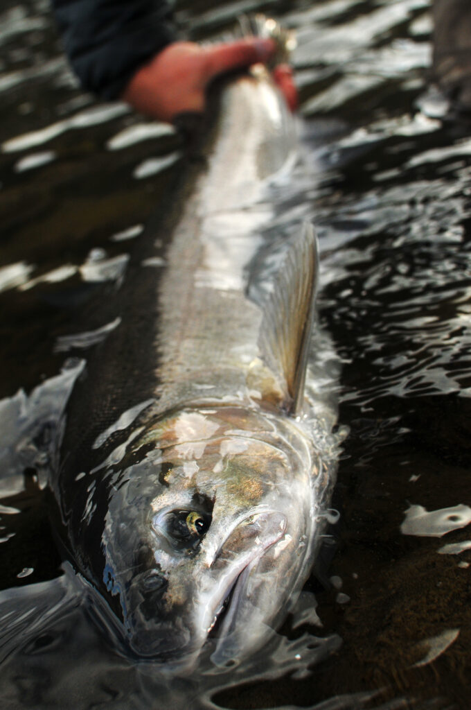 Small waters, big fish – Wild Steelheaders United