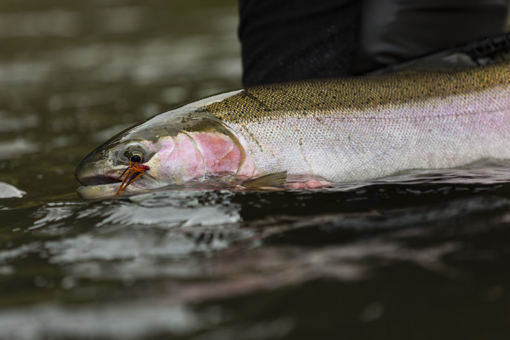 Salmon Gill Net Fishing 2016 