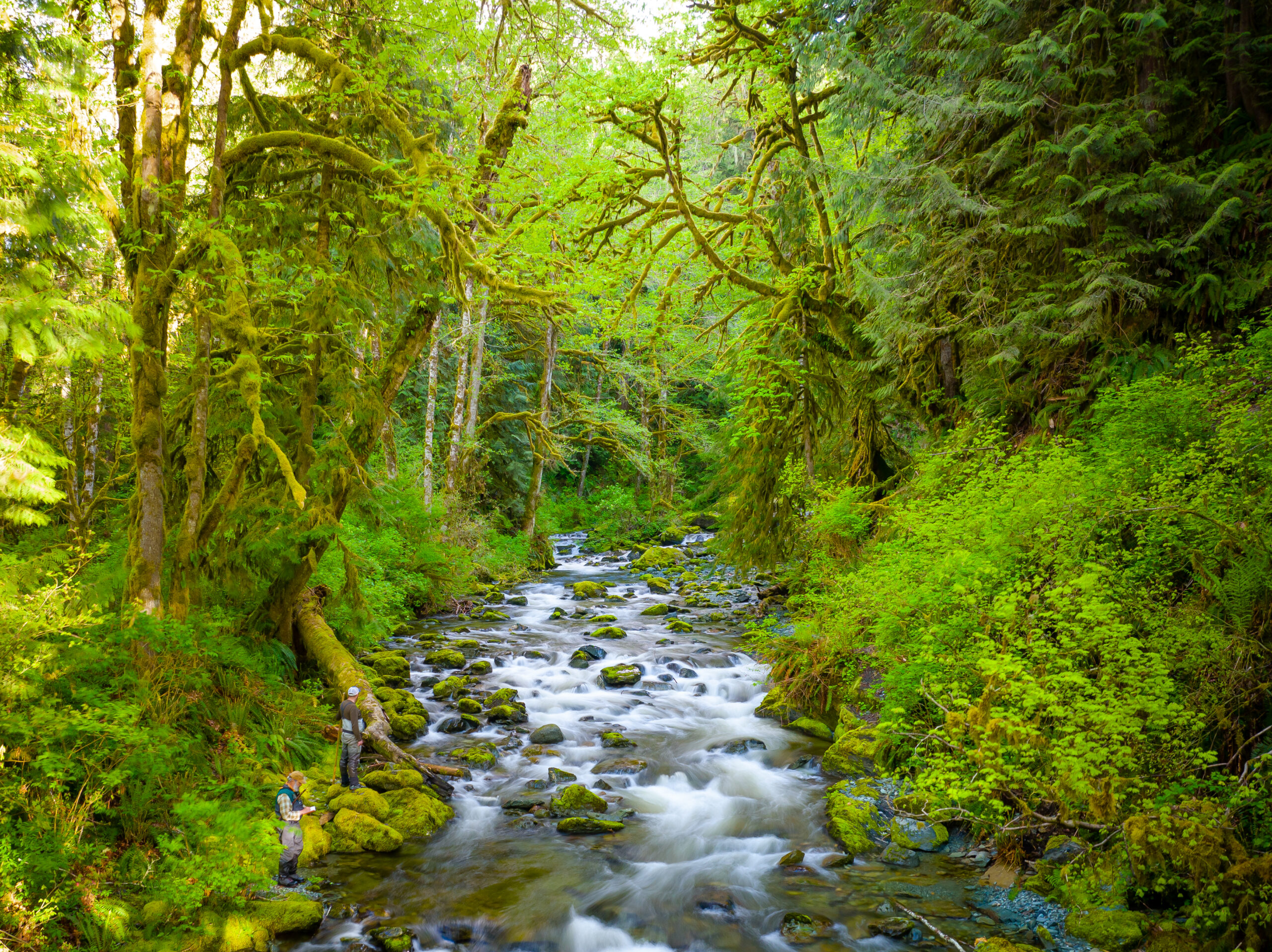 A Steelhead Story The Legacy of Bill McMillan Wild Steelheaders United
