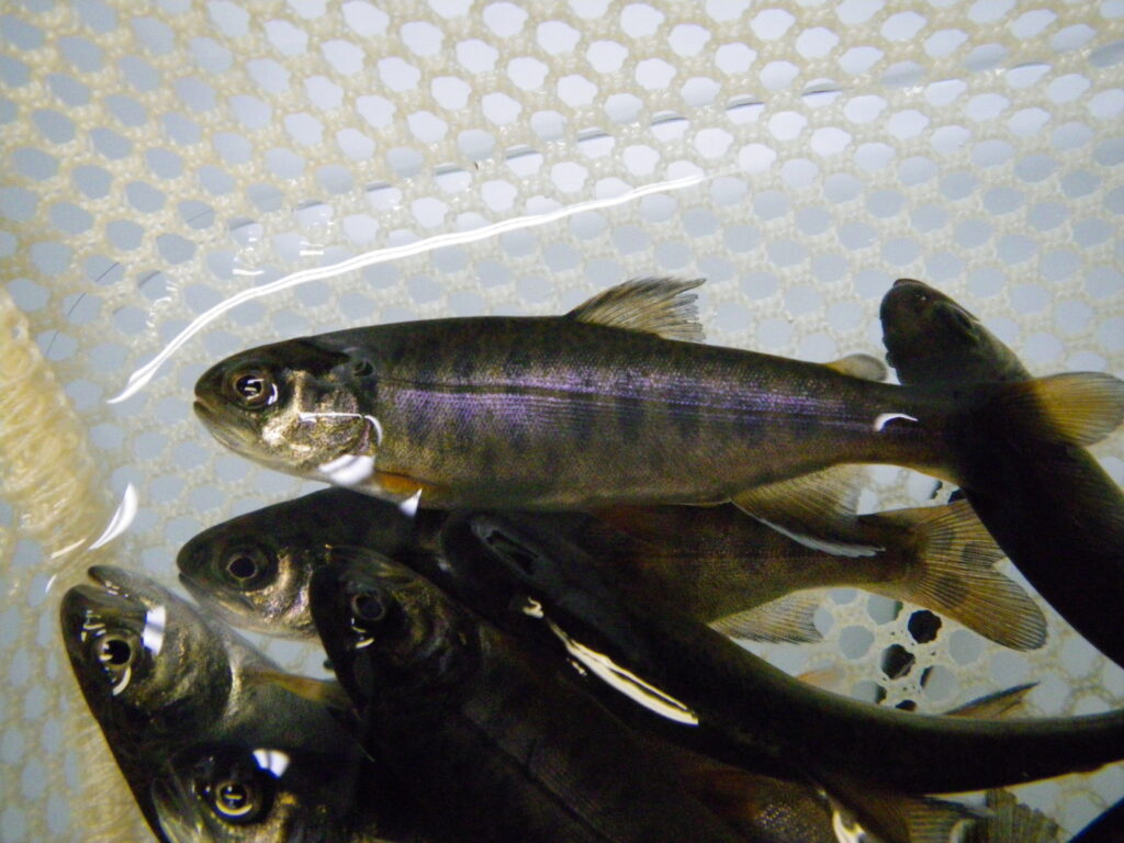 Handling and Releasing Steelhead