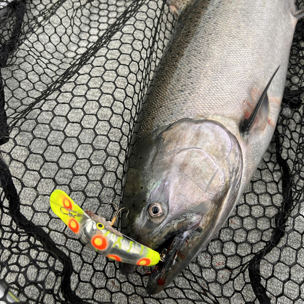 Steelhead and Salmon Recovery Must be Built on Ambitious, Achievable Goals  Instead of Bare Minimums – Wild Steelheaders United