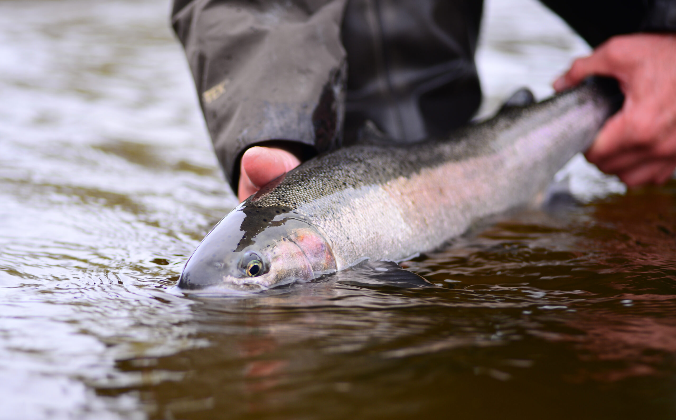 John Day Steelhead Project continues to address overshoot Wild