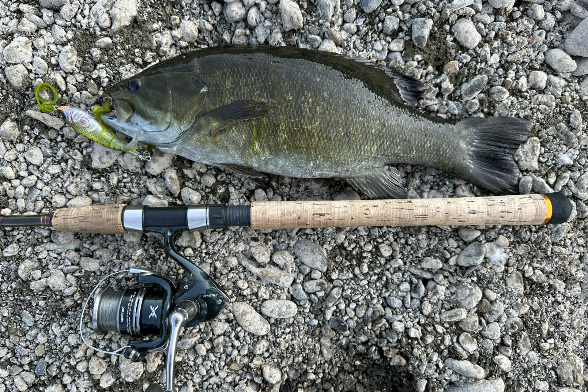 To kill bass (or not) – Wild Steelheaders United