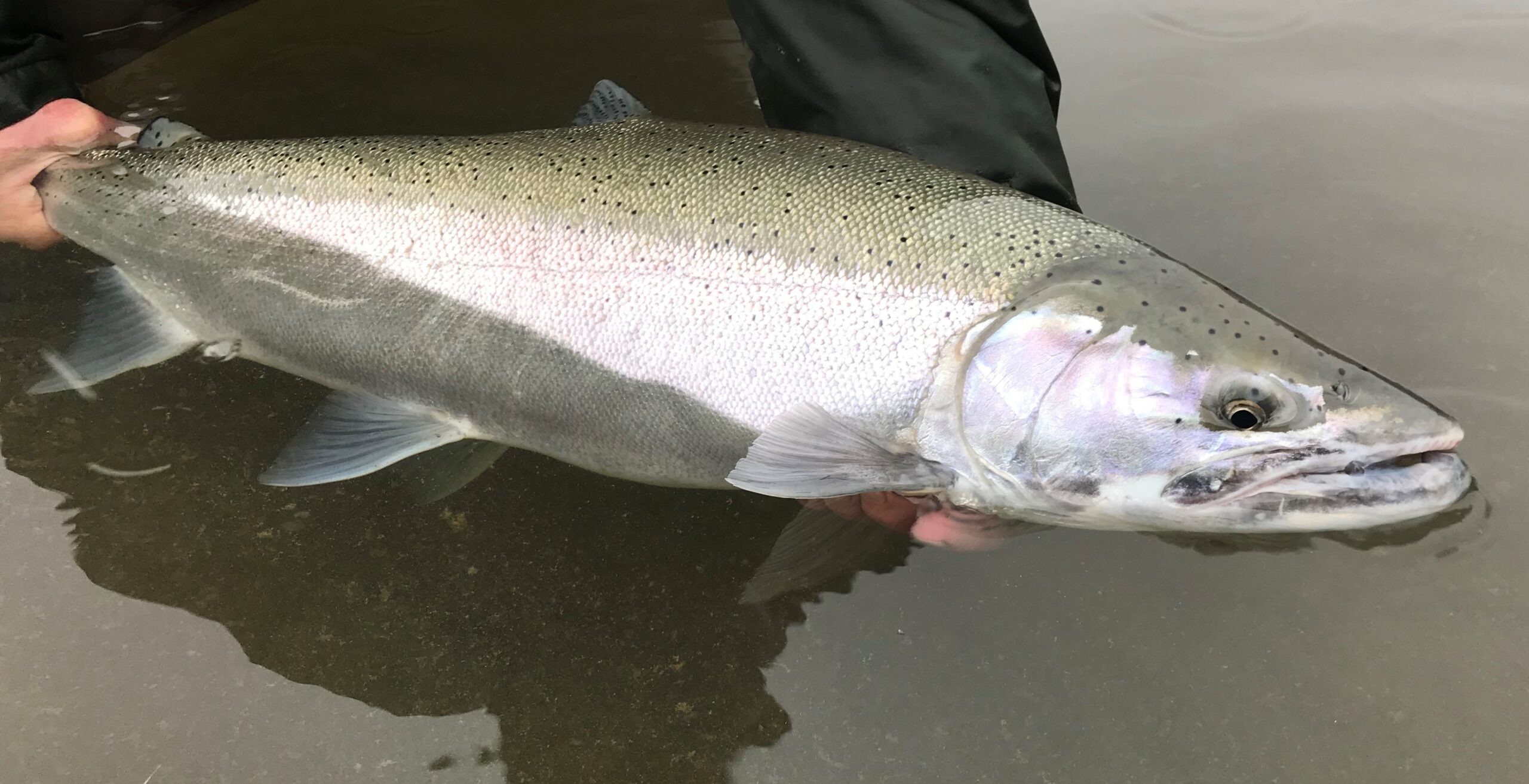 El Niño is Coming What Does it Mean for Steelhead? Wild Steelheaders